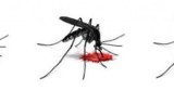 74 tys. złotych włocławski samorząd przeznaczył na zwalczanie meszek i komarów