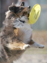 Dogfrisbee - psie zawody we wrocławskim Parku Południowym