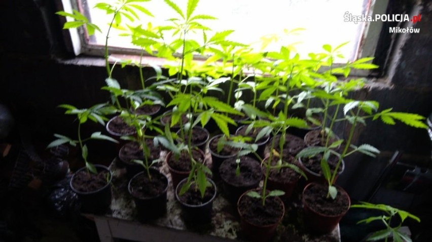 27 doniczek z marihuaną. To "ogródek" 19-latka z Orzesza ZDJĘCIA