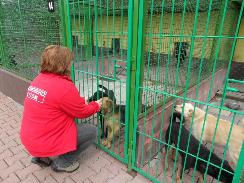 Bytom: Schronisko dla zwierząt pod kontrolą? "Nie mamy nic do ukrycia" - mówią