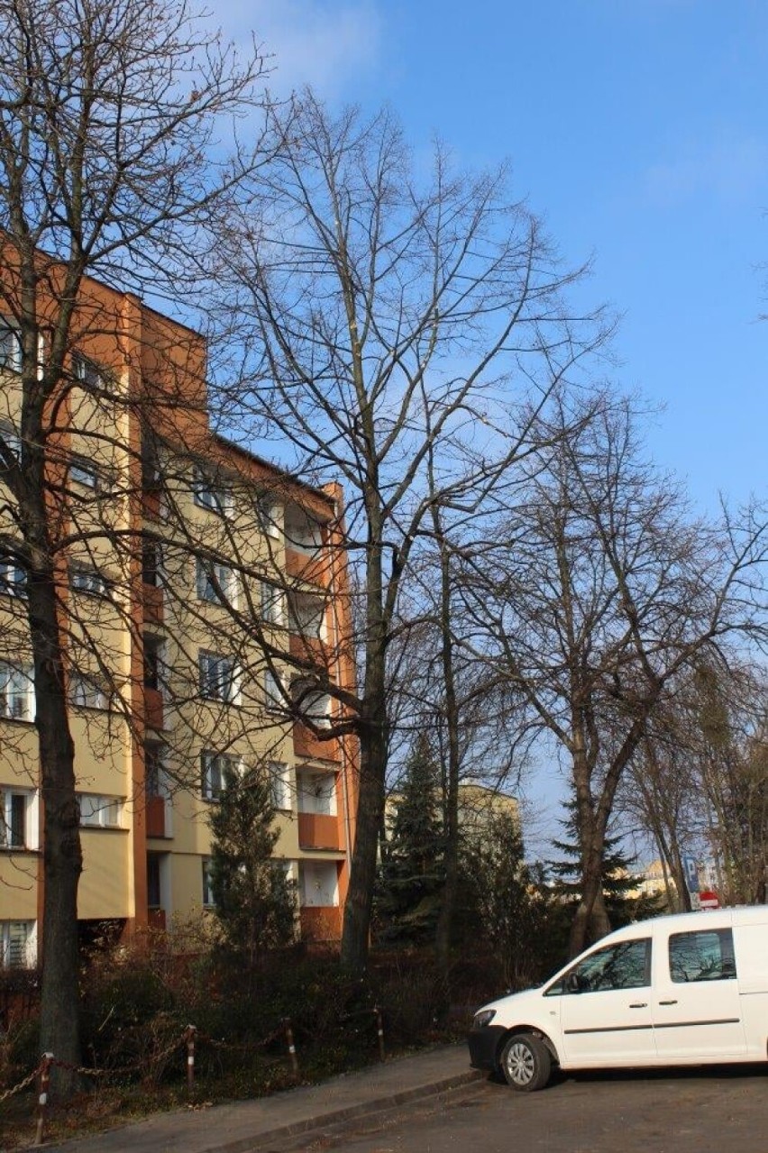Jemioła na drzewach w Chełmie panoszy się od wielu lat. Miasto obecnie prowadzi walkę z tym półpasożytem