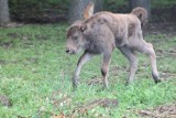 Sieroczyn. W ogrodzie zoologicznym przy Canpolu urodził się żubr