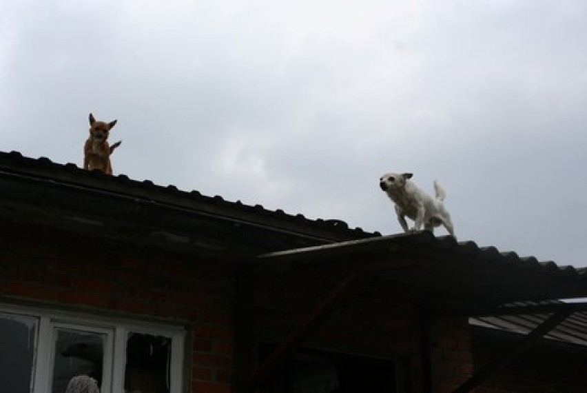 W Stobnie pod Kaliszem psy miały wybieg na dachu stodoły