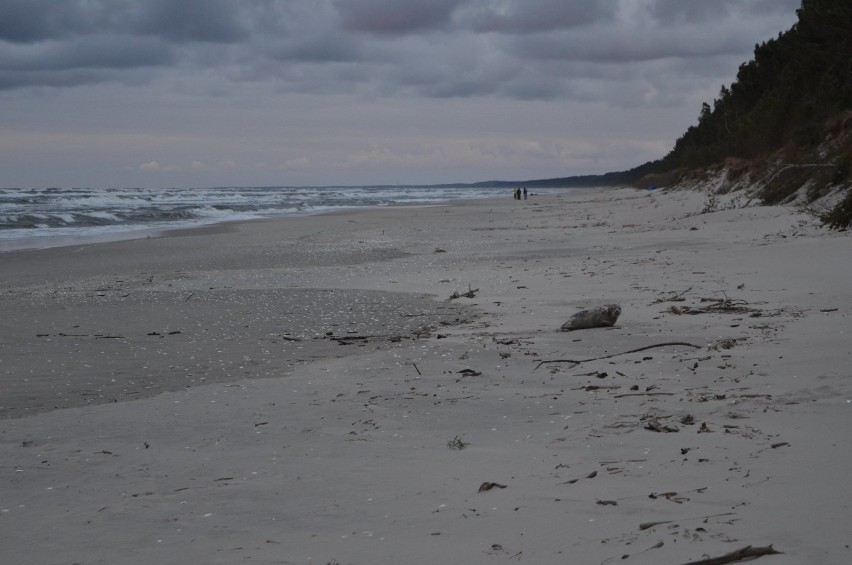 Mierzeja Wiślana. Szczenię foki znalezione na plaży