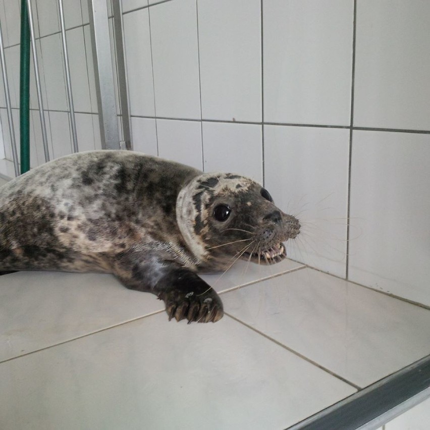 Mierzeja Wiślana. Szczenię foki znalezione na plaży