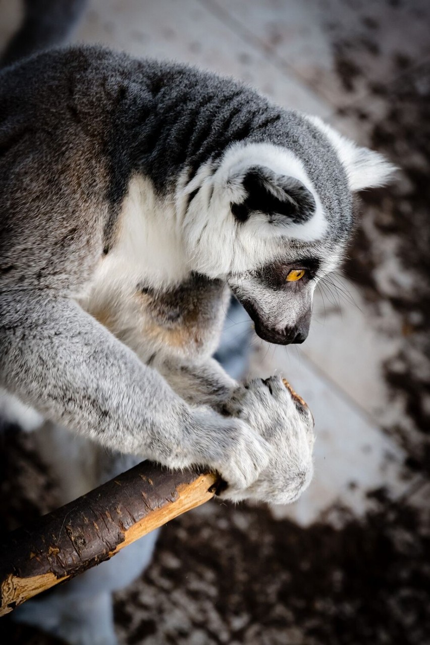 W wałbrzyskiej Palmiarni mieszka  już 10 lemurów, które przyjechały z ZOO w Czechach (ZDJĘCIA)