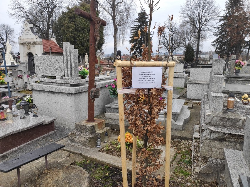 Mieszkaniec Jasła oburzony nasadzeniem drzew na Starym Cmentarzu [ZDJĘCIA]