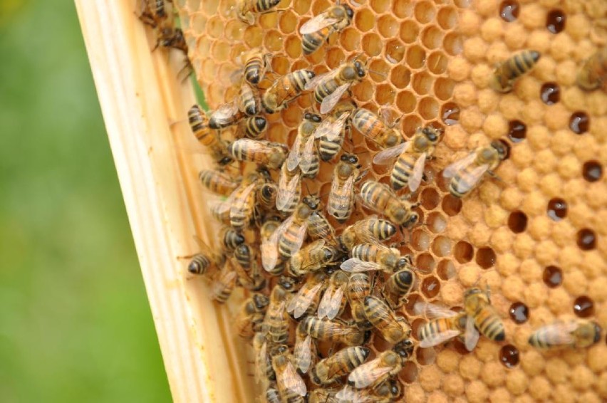 Pszczoły tej rodzinie towarzyszą prawie od stu lat (ZDJĘCIA)