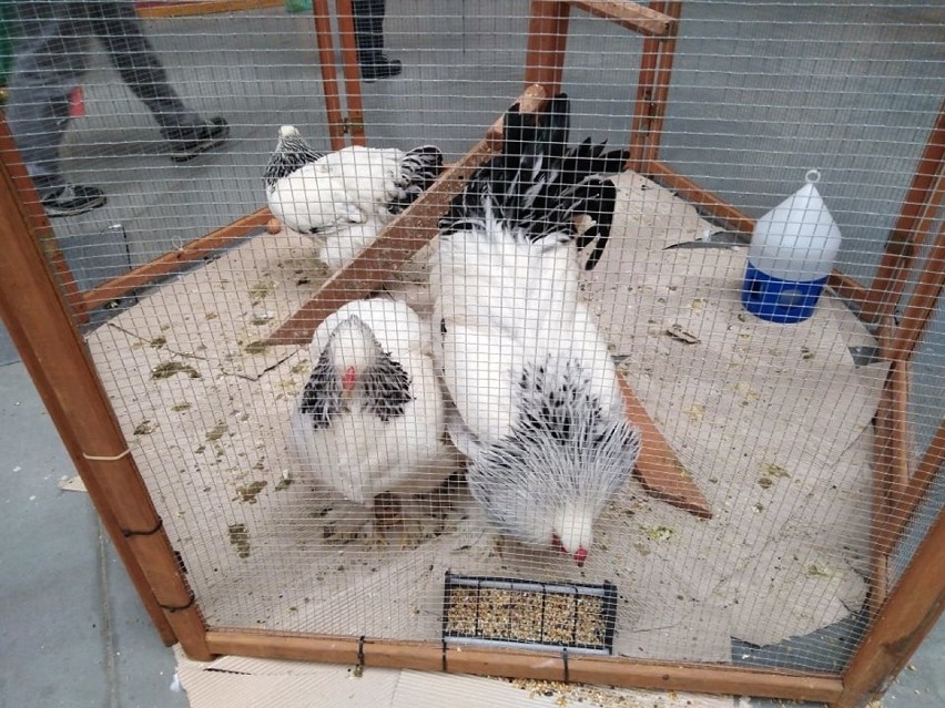 Gołębie, króliki, lama przyciągają w drugi dzień na wystawę w Targach Kielce [WIDEO, ZDJĘCIA]
