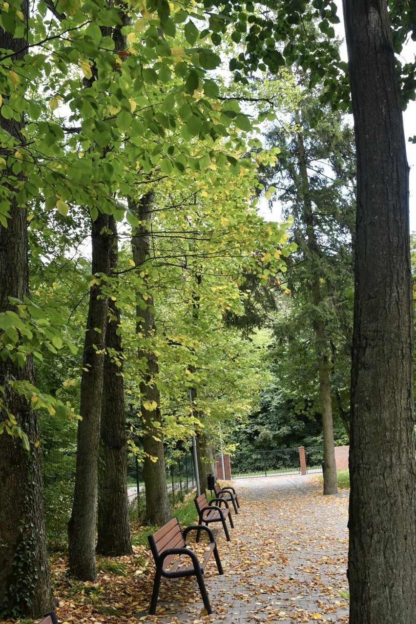 Trzemeszno w jesiennej odsłonie. Zobaczcie zdjęcia w naszym...