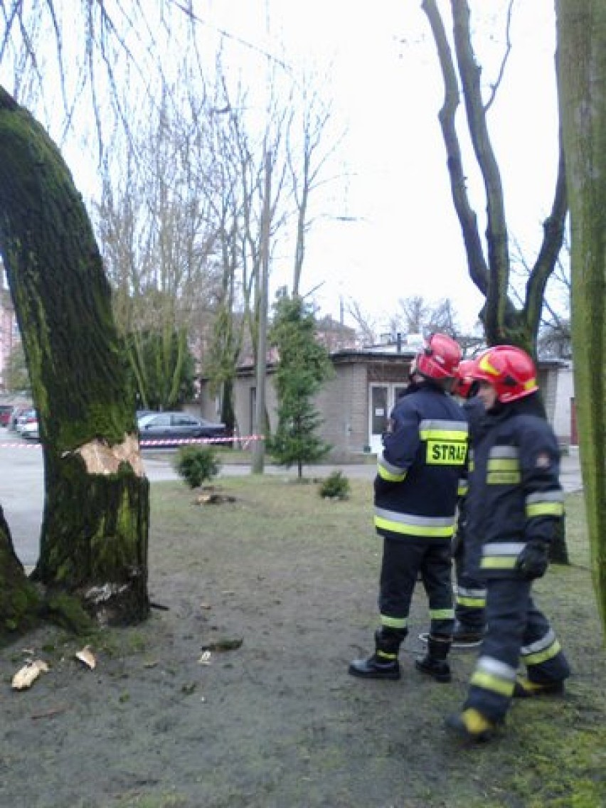Wiatr w Zduńskiej Woli nie odpuszcza, strażacy musieli ściąć drzewo