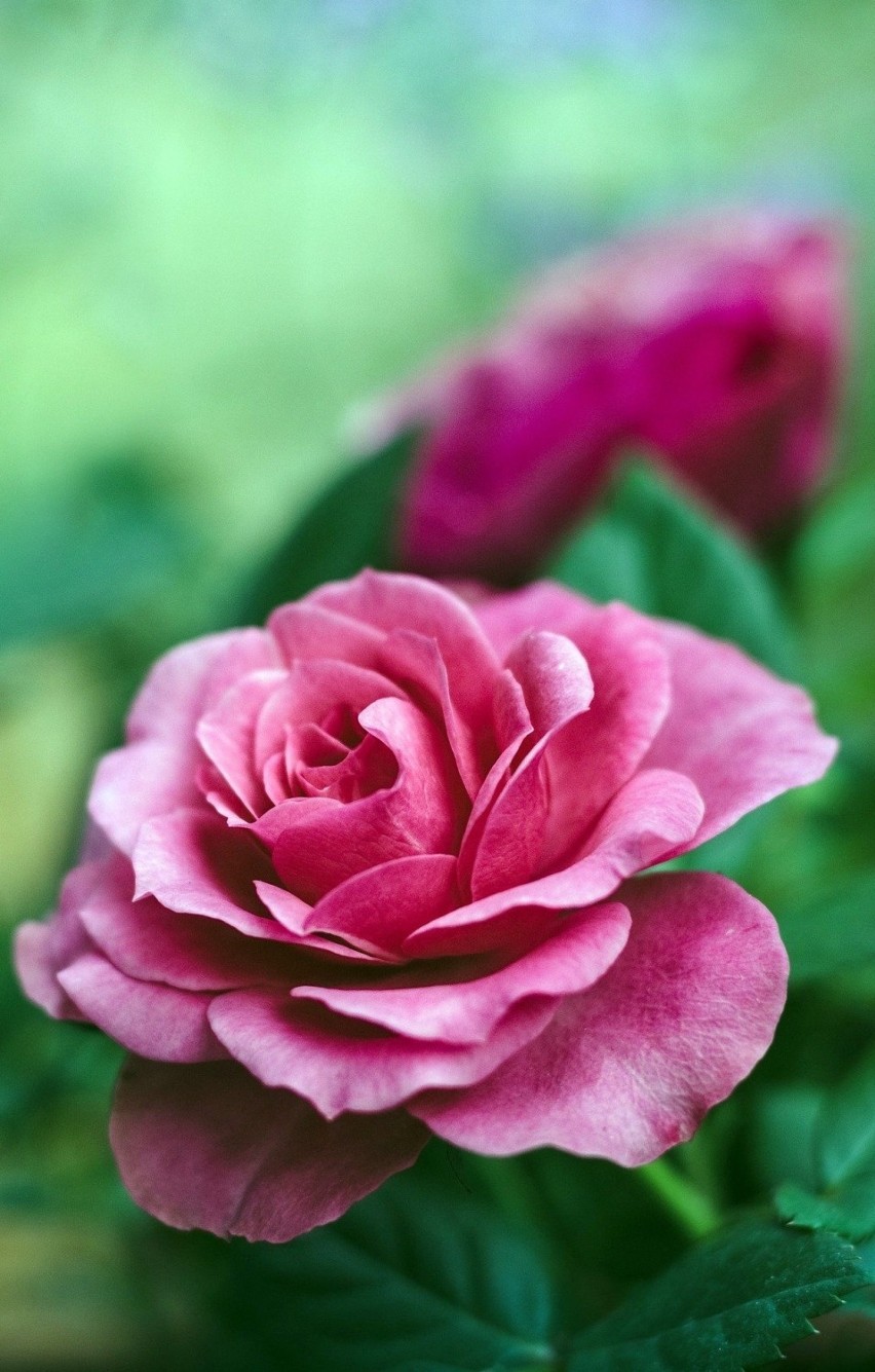 Róża

Rodzaj krzewów z rodziny różowatych. Znanych jest...