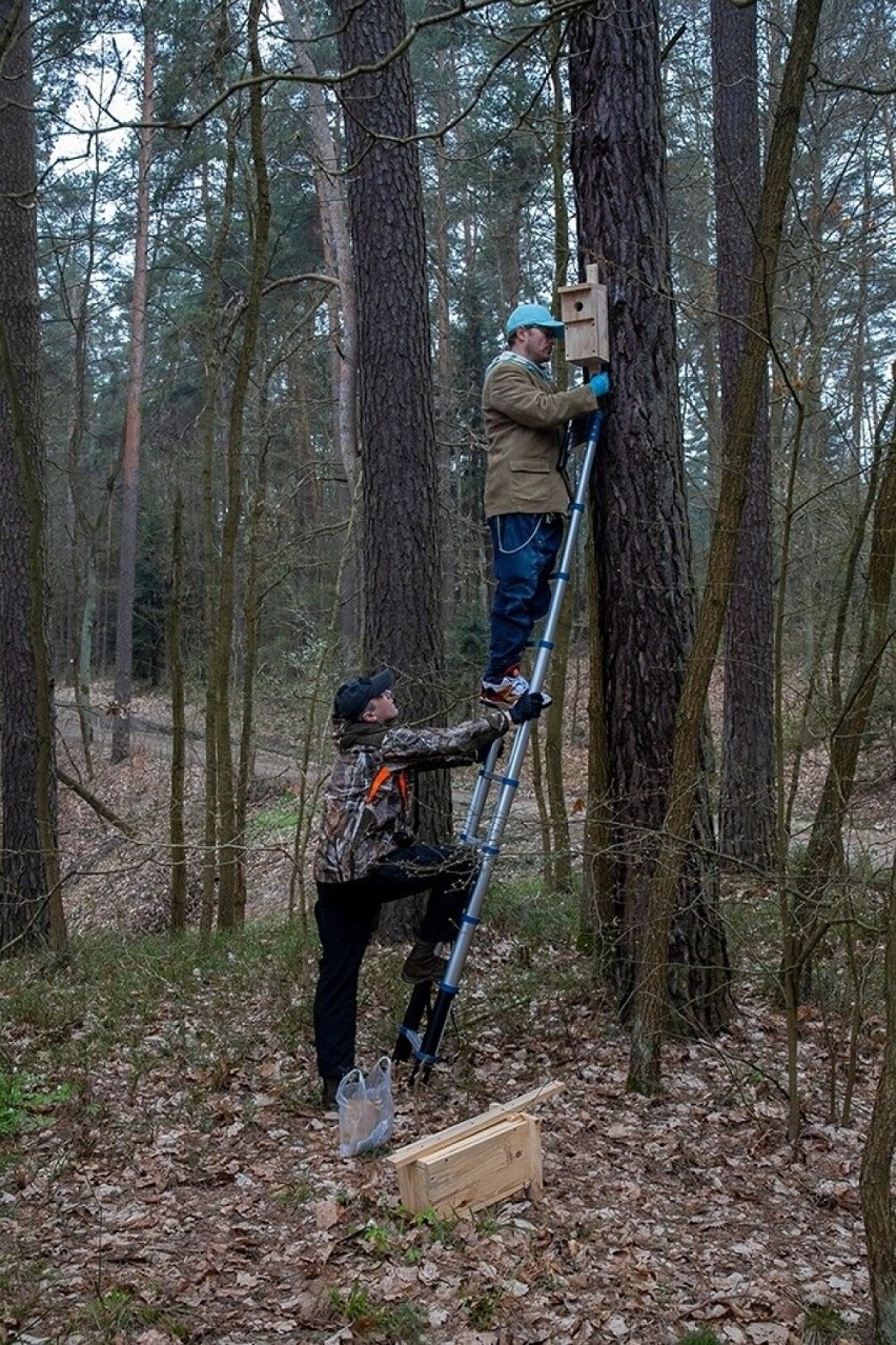 Posadzili pół tysiąca drzew i zawiesili budki lęgowe na Rejowie. Zobacz zdjęcia