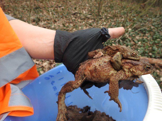 Już kilka miesięcy temu zwrócili się do Zarządu Dróg Wojewódzkich w Opolu o zamontowanie specjalnych barier uniemożliwiających wejście ropuchom na drogę. Kilka dni temu, kiedy płazy rozpoczęły swoją wędrówkę, wolontariusze pojawili się przy drodze.