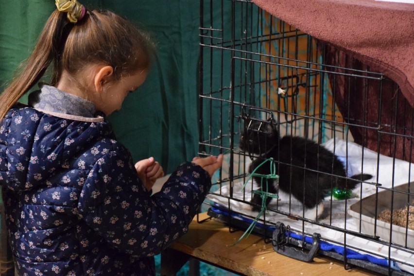 Koty duże i małe na wystawie w Koninie. Kilka już znalazło nowy dom [ZDJĘCIA]