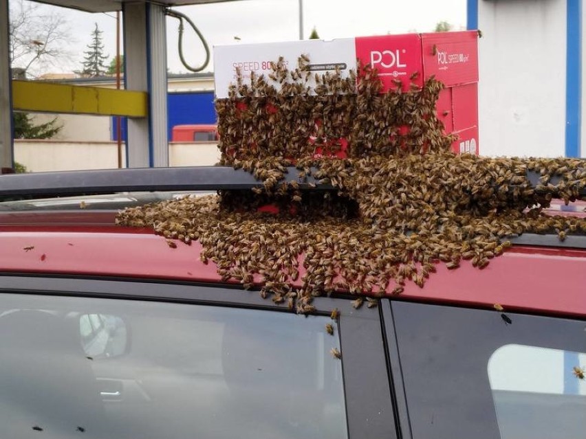 Rój pszczół obsiadł samochód na stacji benzynowej [ZDJĘCIA]
