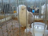 Zamość: Rasowe gołębie w OSiR już w najbliższy weekend