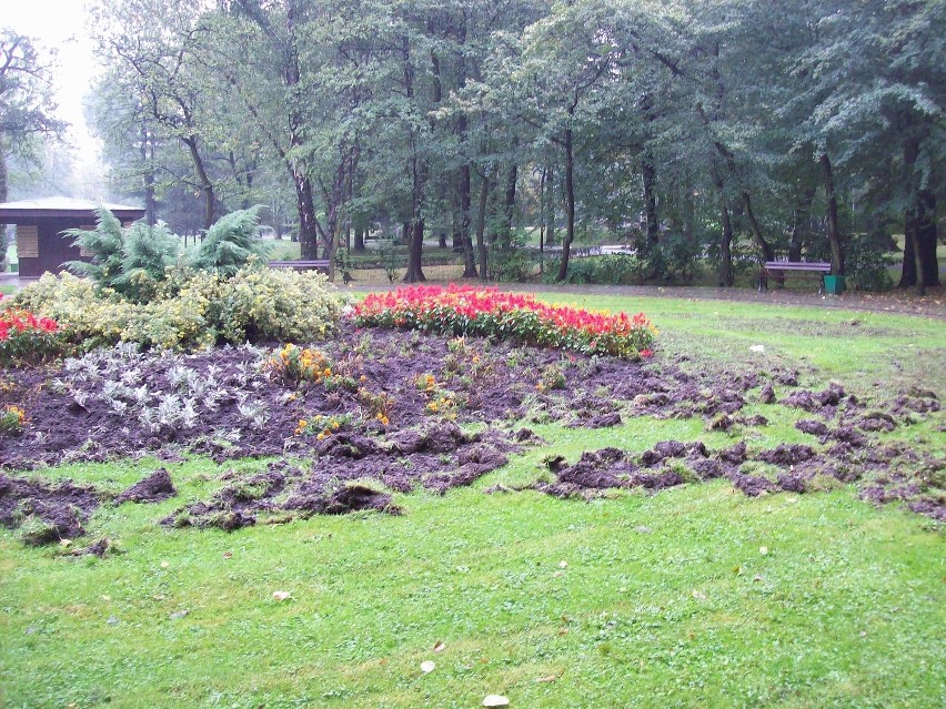 Wielka demolka w Parku Kościuszki. Dziki rozorały najbardziej okazałą łąkę w parku