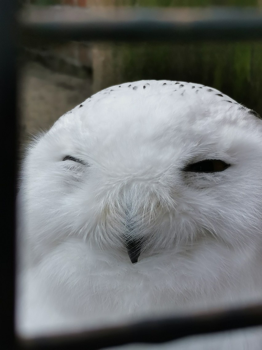 Fascynujące zwierzęta we wrocławskim zoo. Zobacz zdjęcia i filmy!