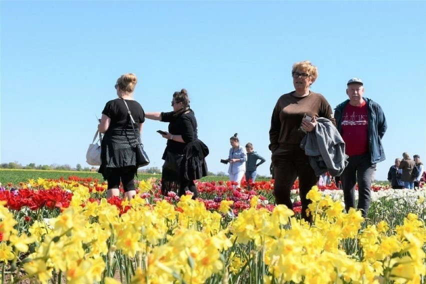 Dzień Pola i Roślin Ozdobnych odbędzie się w niedzielę w Lisewie Malborskim. Do obejrzenia setki odmian tulipanów i narcyzów
