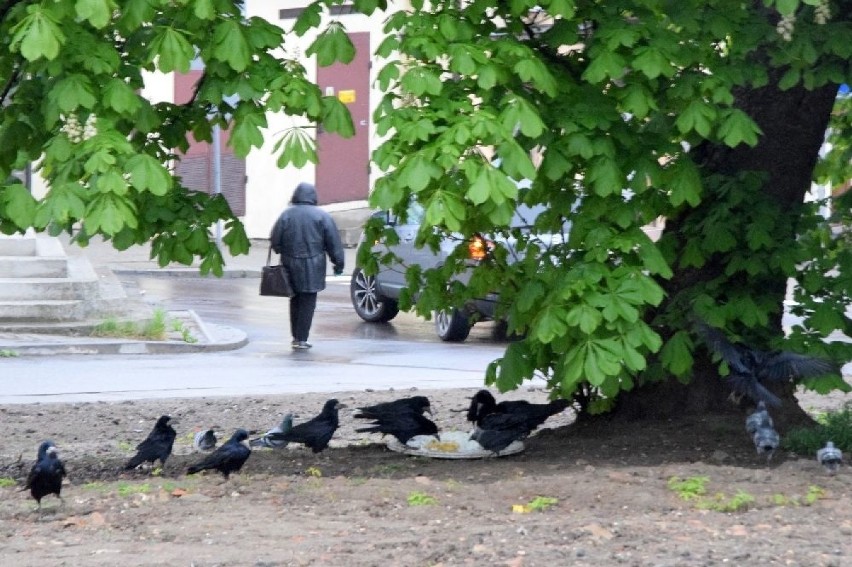 W środowe przedpołudnie 6 maja na chodnikach Opatowa panował...