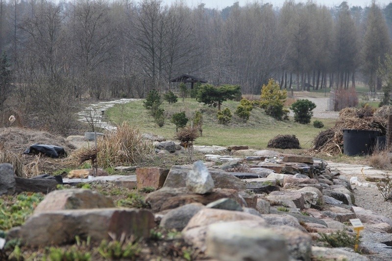 Skalniaki w arboretum