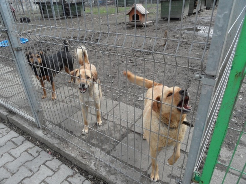 Schronisko Psitul mnie w Zabrzu nie przyjmuje psów z powodu przepełnienia [ZDJĘCIA]