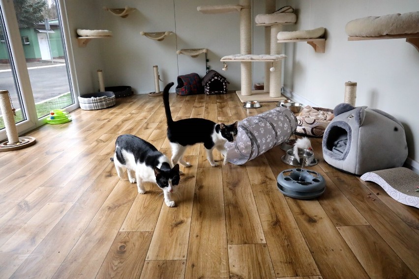Koty w legnickim Schronisku dla Bezdomnych Zwierząt mają nowiutką "kociarnie", zobaczcie zdjęcia