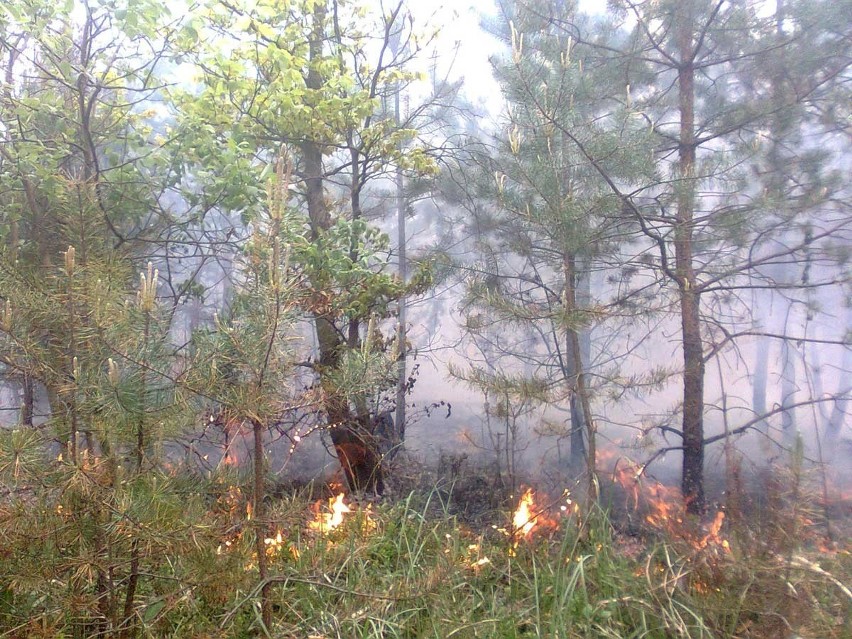 Pożar na Krępie w Ogrodzieńcu