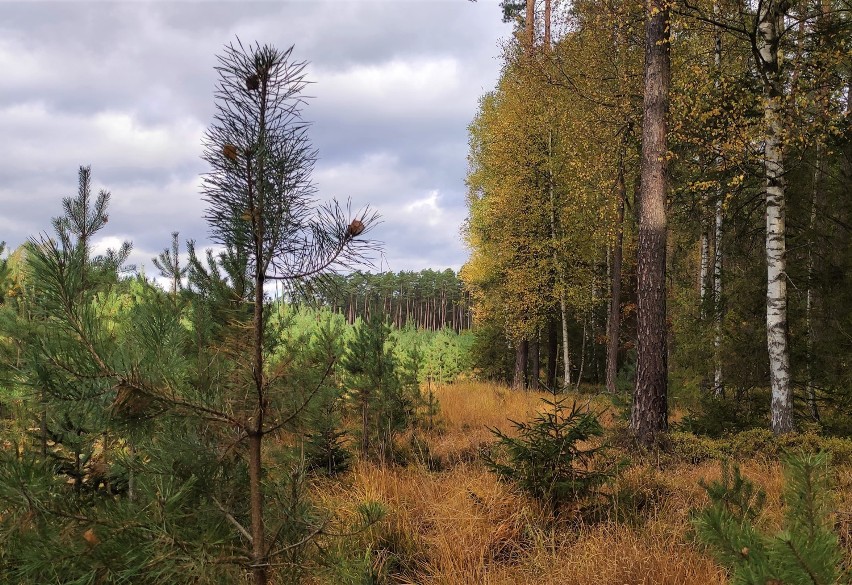 Okolice powiatu malborskiego. Las to piękne miejsce - jedni zbierają grzyby, inni fotografują przyrodę