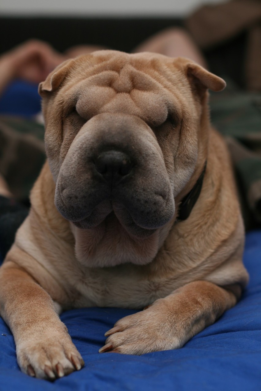 Shar pei – jedna z ras psów, należąca do grupy sznaucerów i...