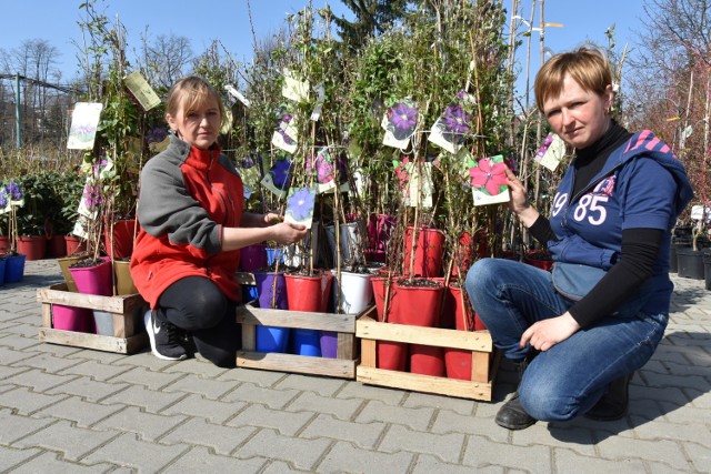 Nasze ogrody mogą być pełne kolorów i zapachów. Joanna i Monika Boczar podpowiedzą, co i kiedy posadzić