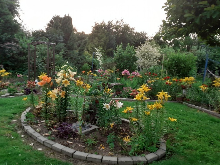  W magicznym ogrodzie Janeczki -  wiejska idylla, gdzie piękno natury kwitnie w kolorach