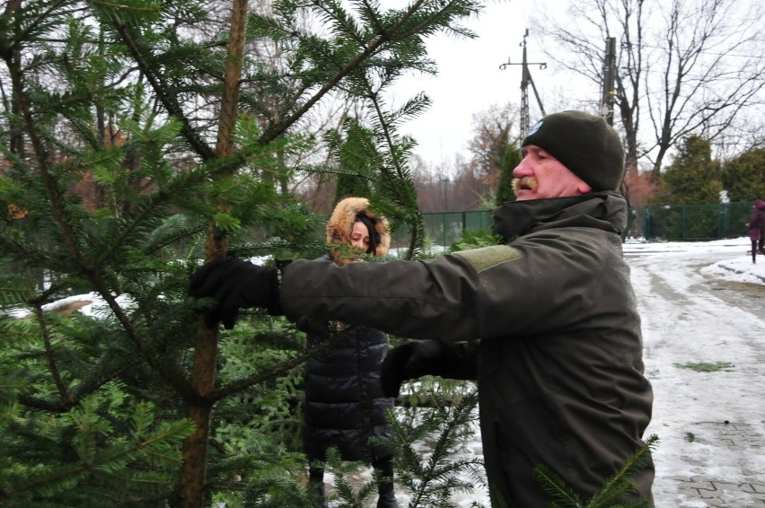 Nadleśnictwa Regionalnej Dyrekcji Lasów Państwowych w Krośnie rozpoczęły sprzedaż choinek. Ile kosztuje drzewko „prosto z lasu”? [ZDJĘCIA]