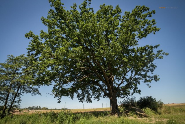 Czy Drzewo Roku rośnie w Gliwicach? W konkursie bierze udział dąb Joshua Tree z Wilczych Dołów. Zobacz zdjęcia >>>