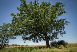 Czy Drzewo Roku rośnie w Gliwicach? W konkursie bierze udział dąb Joshua Tree z Wilczych Dołów