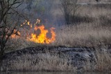 Kraków: pożar łąk w okolicy Bonarki [ZDJĘCIA]