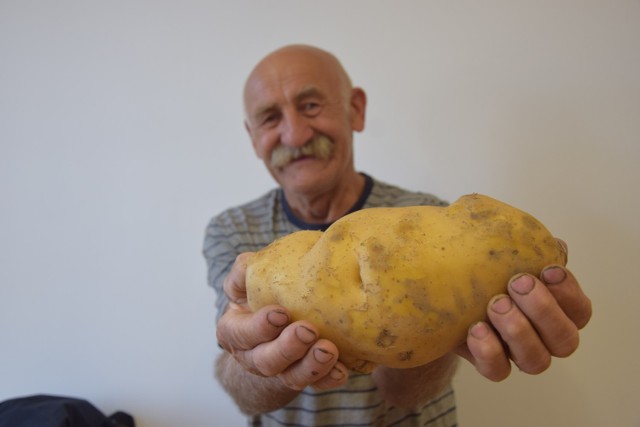 Aleksander Olejniczak z Rgielska pod Wągrowcem pokazuje ziemniaka giganta