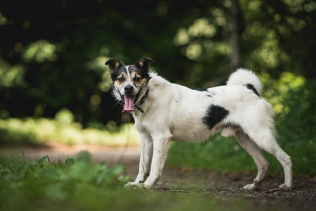 Piaski do adopcji ze schroniska Psia Chata w Chorzowie. Kto pokocha te słodkie mordki?