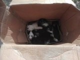 Znaleźli szczeniaki w pudełku w Lasku Borkowskim 