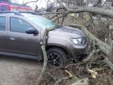 Powiat sławieński: Wstępny bilans wichury [ZDJĘCIA] - drzewo runęło na auto - braki prądu