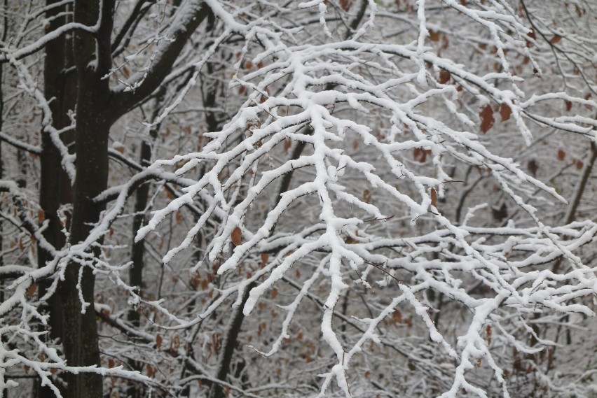 W Górach Opawskich Spadł pierwszy śnieg w tym sezonie. W...