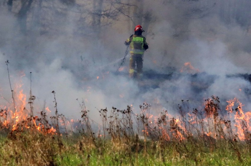 Płoną trawy w Legnicy, rozpoczął się sezon na ich wypalanie, zobaczcie zdjęcia