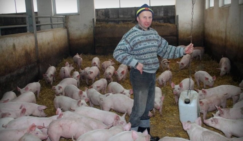 Z badań wynika, że świnie hodowane w złych warunkach...