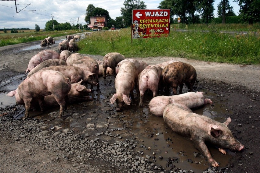 Brak gruczołów potowych sprawia, że świnie uwielbiają taplać...