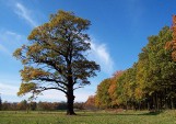 Dąb z Bytomia-Miechowic walczy o tytuł drzewa roku