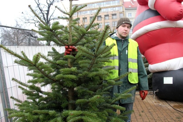 Choinki w Poznaniu można kupować już od 2 tygodni, ale najwięcej ...