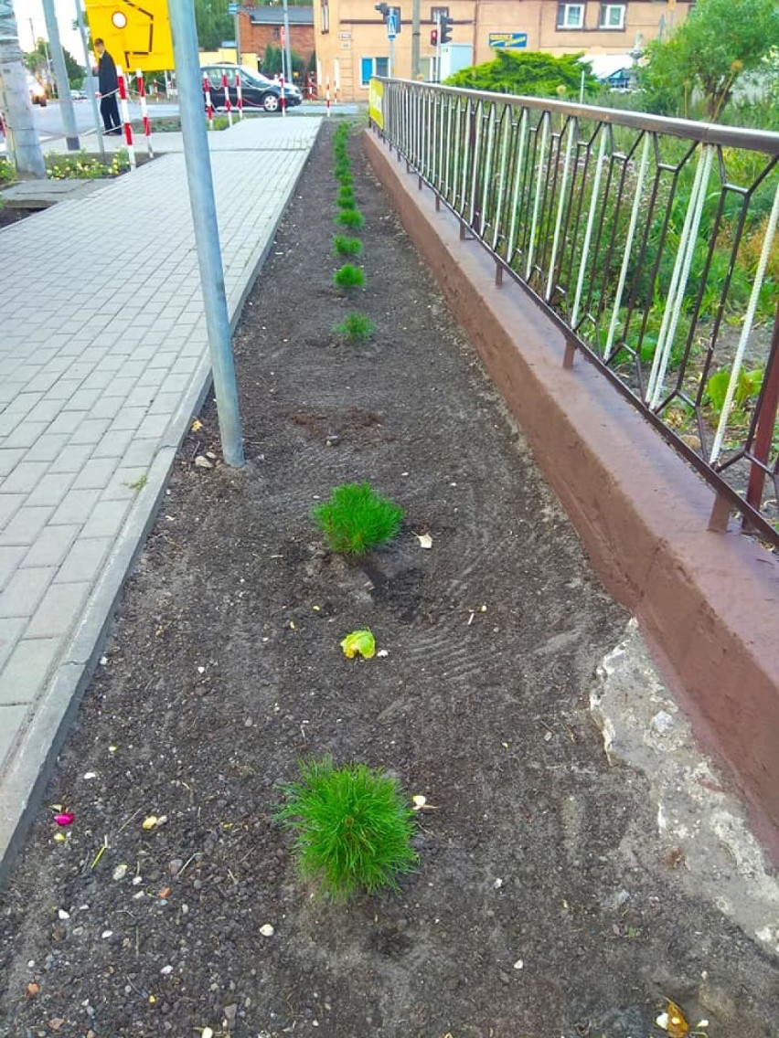 Wójt sadzi, wandale niszczą. Komu przeszkadza zieleń w gminie Damasławek? 