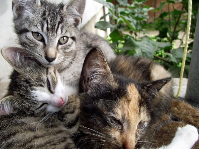 17 lutego 2022 - Światowy Dzień Kota. Najpiękniejsze koty naszych czytelników