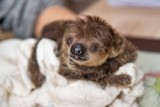 Baby boom we wrocławskim zoo. Słodkie maluchy z ogrodu zoologicznego